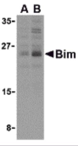 Western blot analysis of Bim in K562 cell lysates with Bim antibody (IN2) at (A) 2.5 and (B) 5 &#956;g/mL. 