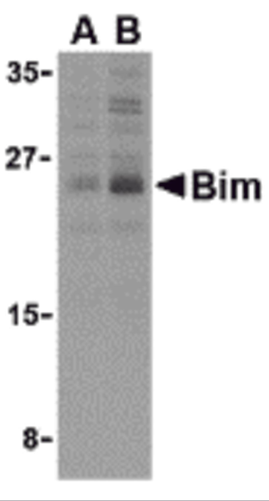 Western blot analysis of Bim in K562 cell lysates with Bim antibody (IN2) at (A) 2.5 and (B) 5 μg/mL.