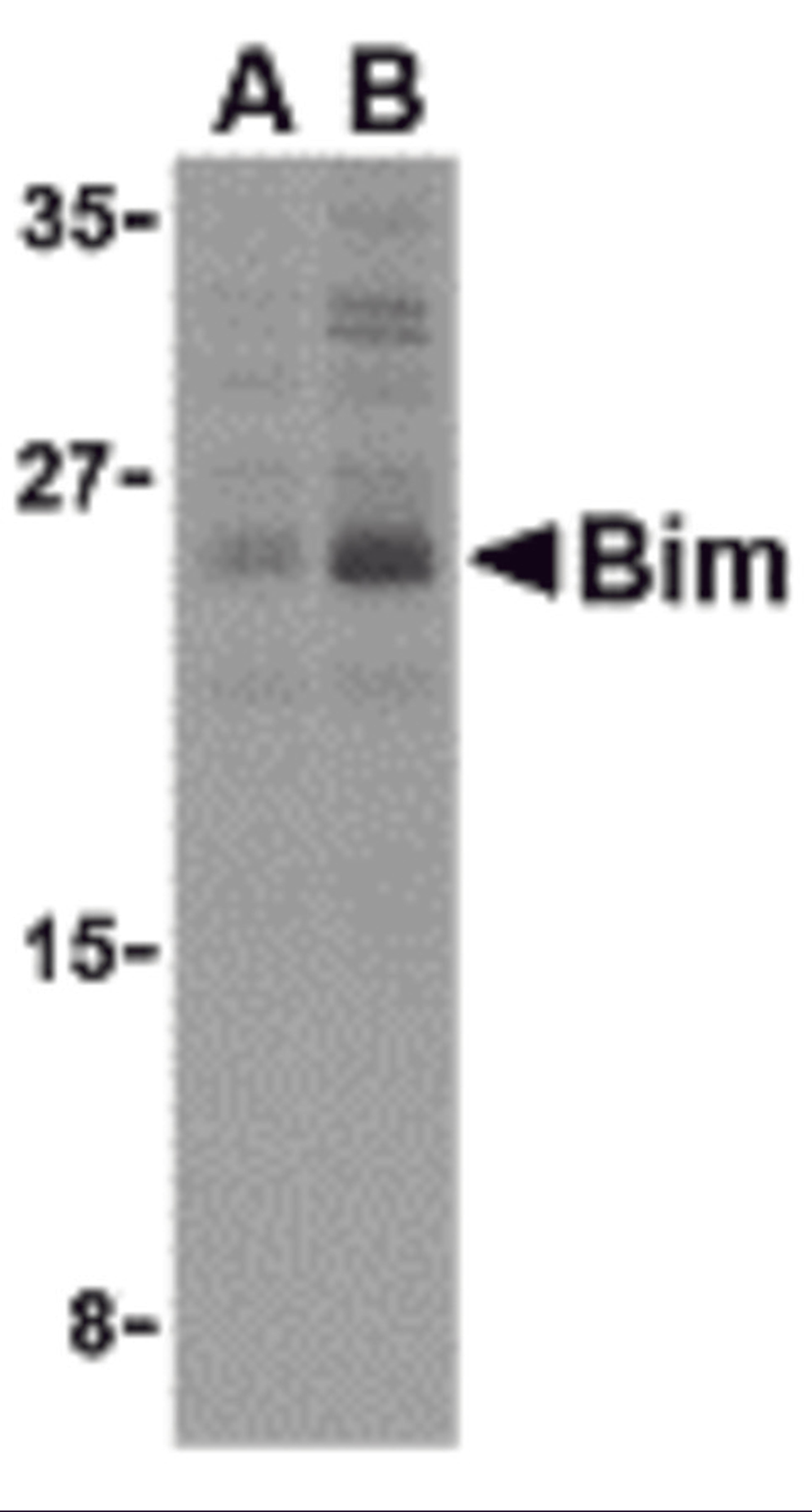 Western blot analysis of Bim in K562 cell lysates with Bim antibody (IN2) at (A) 2.5 and (B) 5 μg/mL.