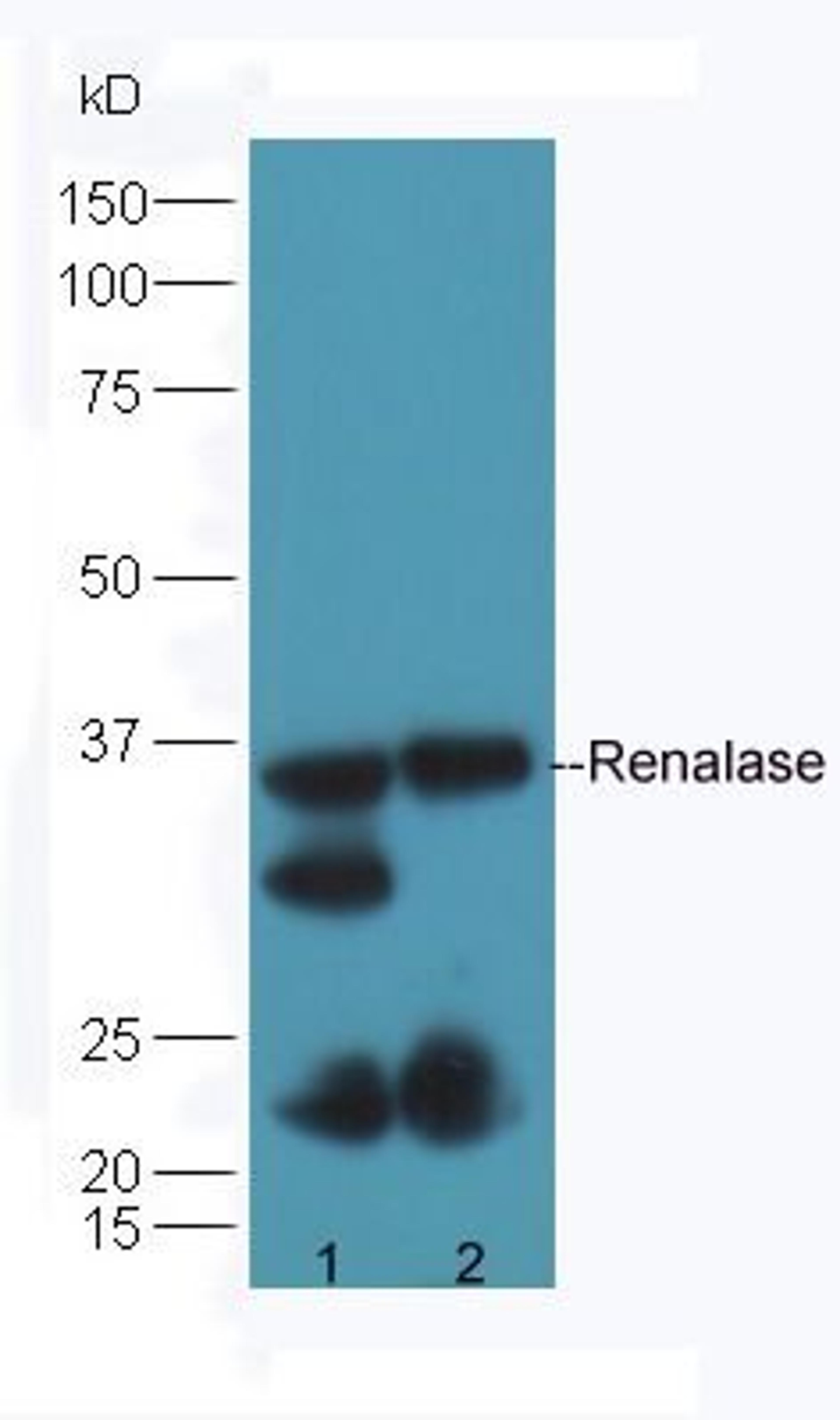 Western blot analysis of mouse kidney lysates (Lane1), mouse heart lysates (Lane2) using Renalase antibody