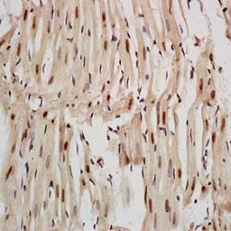 Immunohistochemical analysis of formalin-fixed and paraffin embedded rat heart tissue (dilution at:1:200) using Nkx2.5 antibody