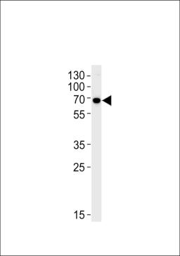 Western blot analysis in Hela cell line lysates (35ug/lane).