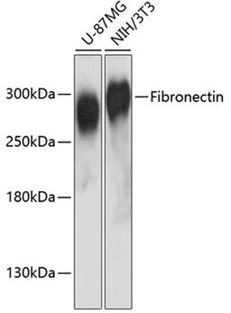 Western blot - Fibronectin antibody (A12932)