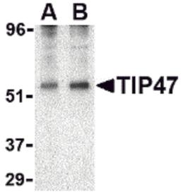 Western blot analysis of TIP47 in EL4 cell lysate with TIP47 antibody at (A) 0.5 and (B) 1 μg/mL.