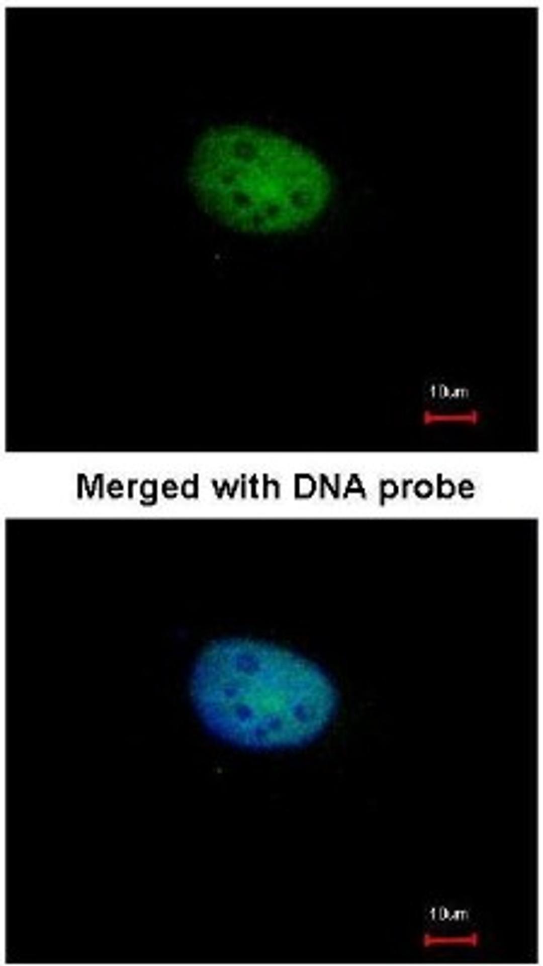 Immunocytochemistry/Immunofluorescence: RBPJK Antibody [NBP1-33427] - Analysis of paraformaldehyde-fixed HeLa, using RBP-Jkappa (NBP1-33427) antibody at 1:100 dilution.