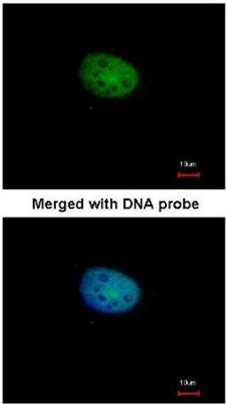 Immunocytochemistry/Immunofluorescence: RBPJK Antibody [NBP1-33427] - Analysis of paraformaldehyde-fixed HeLa, using RBP-Jkappa (NBP1-33427) antibody at 1:100 dilution.