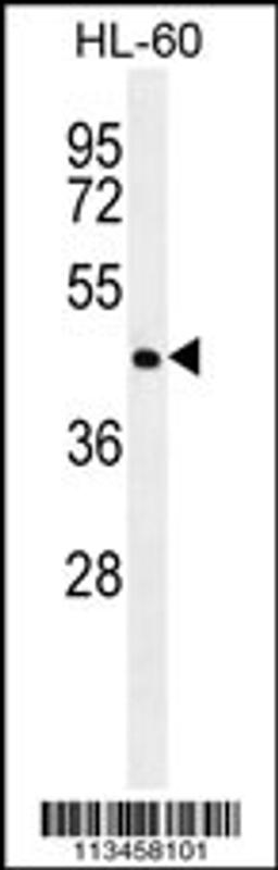 Western blot analysis in HL-60 cell line lysates (35ug/lane).