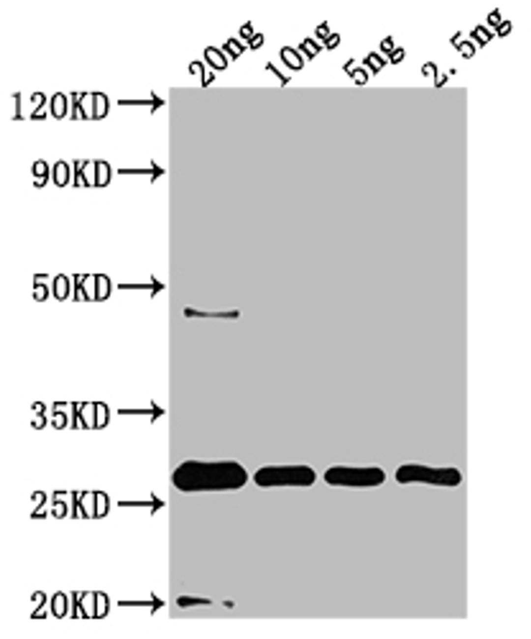 Western Blot. Positive WB detected in Recombinant protein. All lanes: UVSX antibody at 1:2000. Secondary. Goat polyclonal to rabbit IgG at 1/50000 dilution. Predicted band size: 23.7 kDa. Observed band size: 28 kDa.