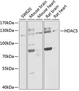 Western blot - HDAC5 antibody (A0632)