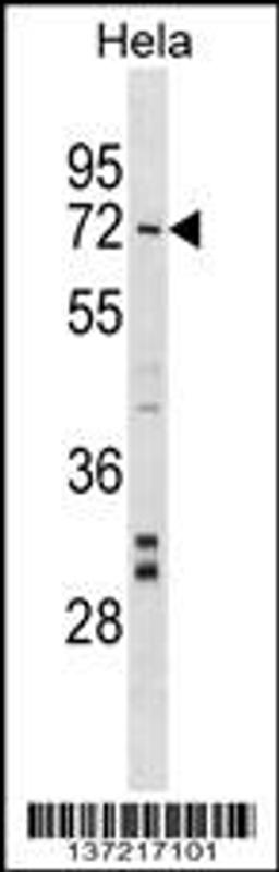 Western blot analysis in Hela cell line lysates (35ug/lane).