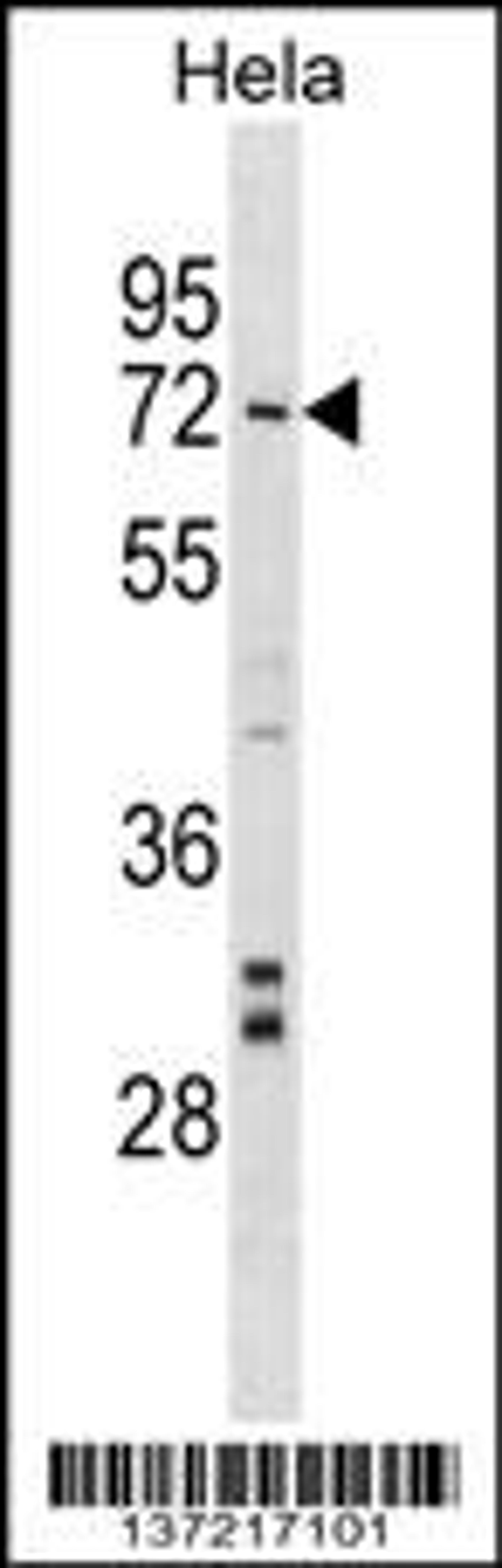 Western blot analysis in Hela cell line lysates (35ug/lane).