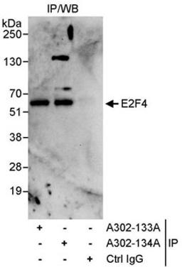 Detection of human E2F4 by western blot of immunoprecipitates.