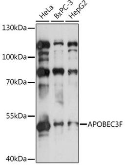 Western blot - APOBEC3F antibody (A2507)