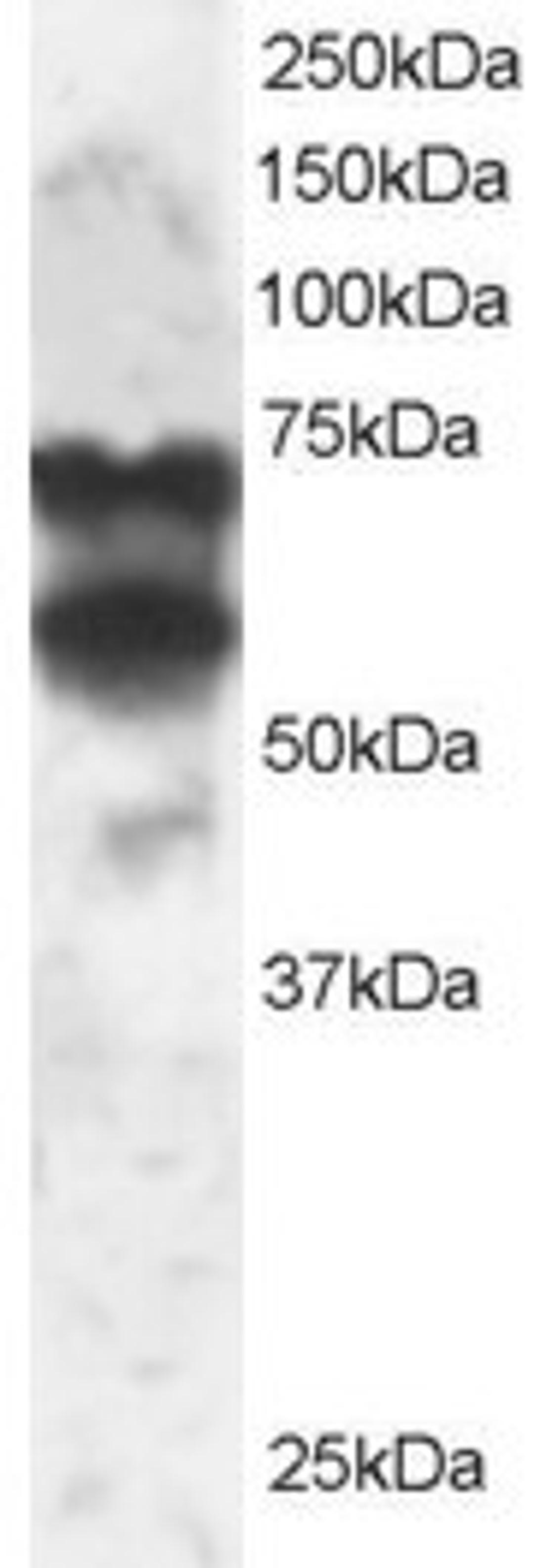 46-211 staining (2ug/ml) of 293 lysate (RIPA buffer, 30ug total protein per lane). Primary incubated for 1 hour. Detected by western blot using chemiluminescence.