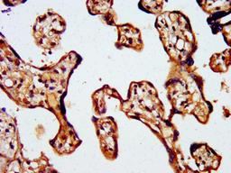 IHC image of CSB-PA896553LA01HU diluted at 1:500 and staining in paraffin-embedded human placenta tissue performed on a Leica BondTM system. After dewaxing and hydration, antigen retrieval was mediated by high pressure in a citrate buffer (pH 6.0). Section was blocked with 10% normal goat serum 30min at RT. Then primary antibody (1% BSA) was incubated at 4&deg;C overnight. The primary is detected by a biotinylated secondary antibody and visualized using an HRP conjugated SP system.