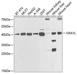 Western blot - OXA1L antibody (A6300)