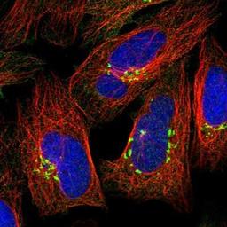 Immunocytochemistry/Immunofluorescence: GOLGA3 Antibody [NBP1-91952] - Staining of human cell line U-2 OS shows positivity in golgi apparatus.