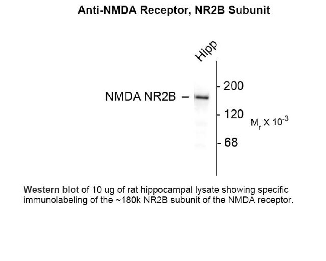 Western blot of 10 ug of rat hippocampal lysate showing specific immunolabeling of the ~180k NR2B subunit of the NMDA receptor.