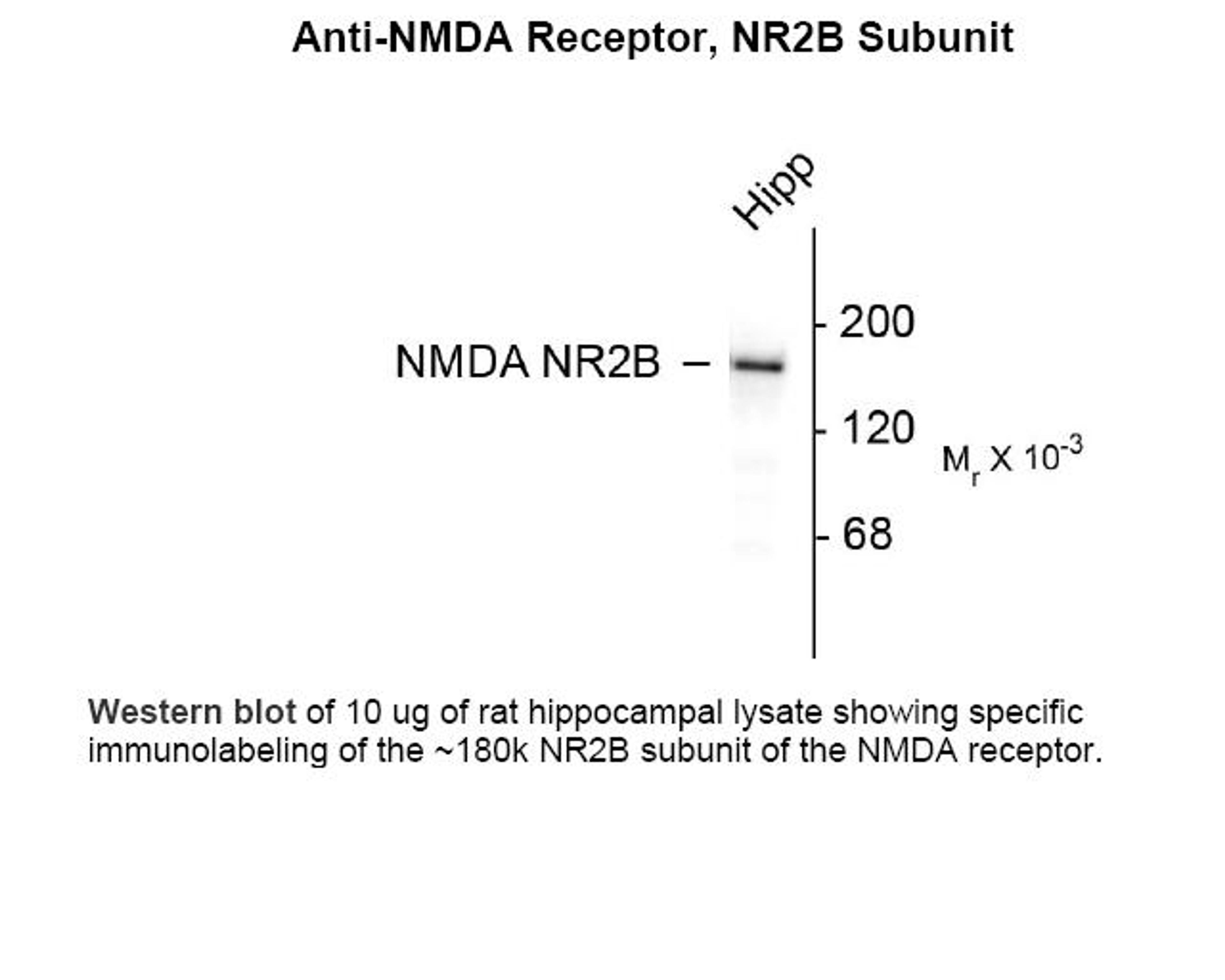 Western blot of 10 ug of rat hippocampal lysate showing specific immunolabeling of the ~180k NR2B subunit of the NMDA receptor.