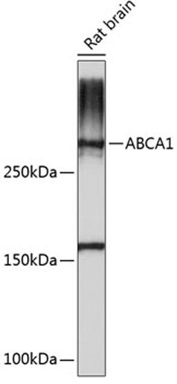 Western blot - ABCA1 Polyclonal Antibody (A16337)