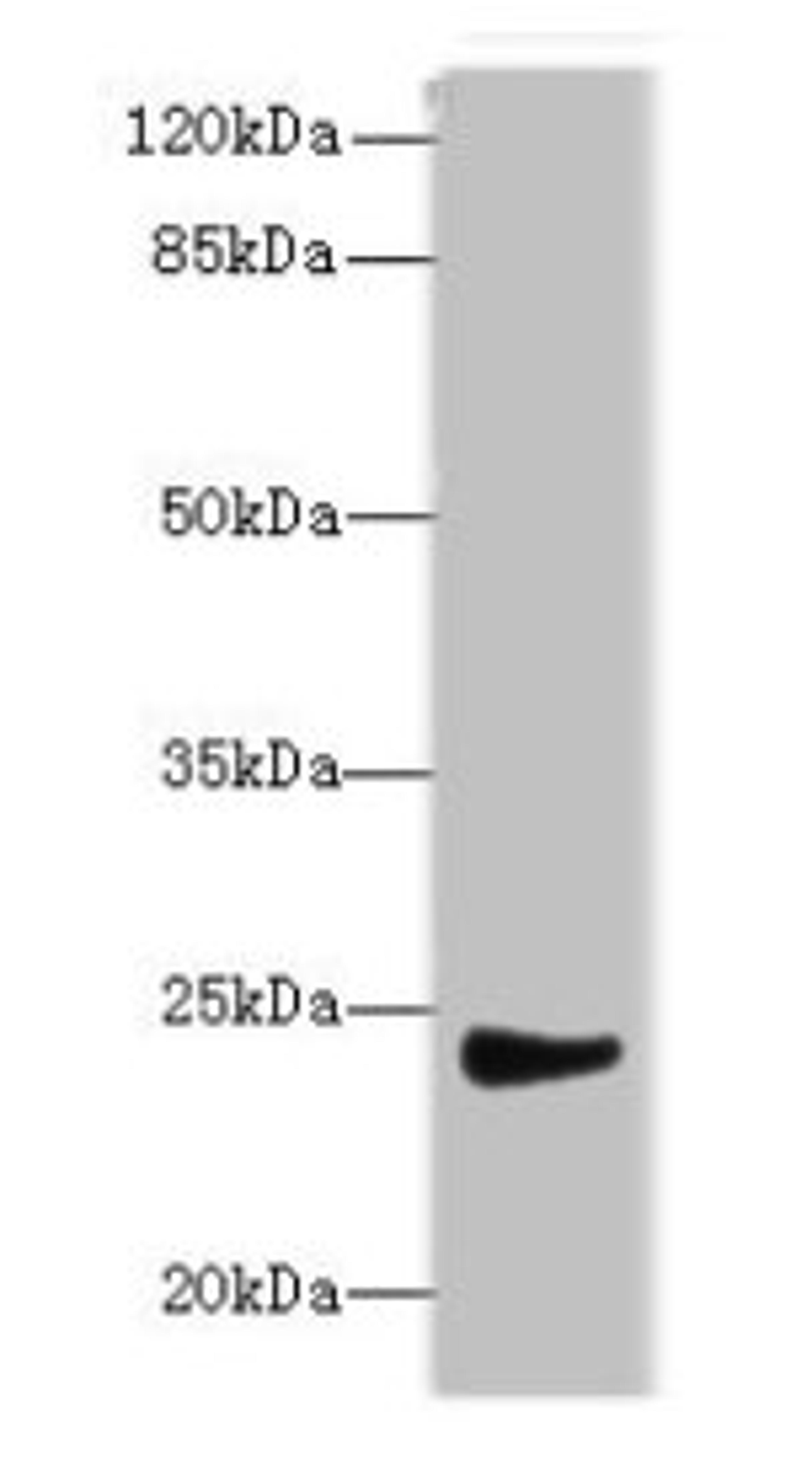 Western blot. All lanes: MRPL22 antibody at 12ug/ml + SH-SY5Y whole cell lysate. Secondary. Goat polyclonal to rabbit IgG at 1/10000 dilution. Predicted band size: 24, 14, 15 kDa. Observed band size: 24 kDa.