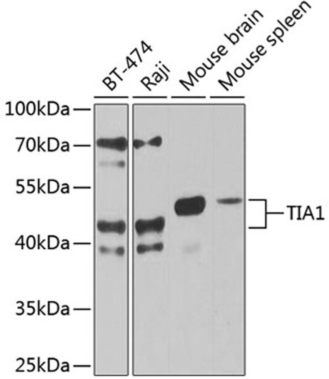 Western blot - TIA1 antibody (A12523)