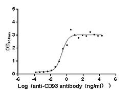 The Binding Activity of Macaca fascicularis CD93 with Anti-CD93 Recombinant Antibody. Activity: Measured by its binding ability in a functional ELISA. Immobilized Macaca fascicularis CD93 (CSB-MP4279MOV) at 2 μg/mL can bind Anti-CD93 recombinant antibody. The EC<sub>50</sub> is 0.1669-0.3513 ng/mL.