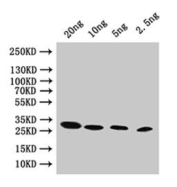 Western Blot. Positive WB detected in: recombinant protein. All lanes:pac Antibody at 1:1000. Secondary. Goat polyclonal to rabbit IgG at 1/50000 dilution. Predicted band size: 25 kDa. Observed band size: 25 kDa. 