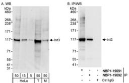 Western Blot: INT3 Antibody [NBP1-19091] - Whole cell lysate from HeLa, 293T and mouse NIH3T3 cells. INT3 was also immunoprecipitated by rabbit anti-INT3 antibody NBP1-19092.