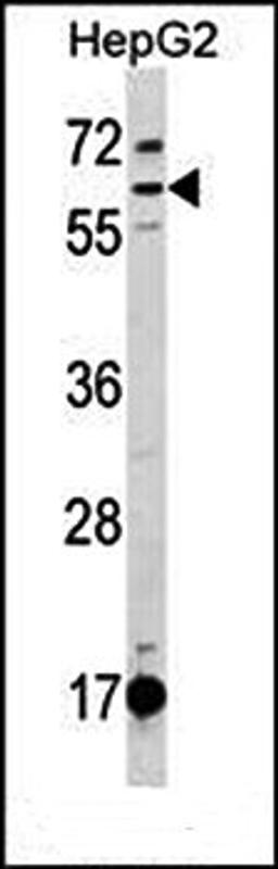 Western blot analysis of HepG2 cell line lysates (35ug/lane) using DEPDC1B (C-term) antibody