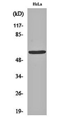 Western blot analysis of Hela cell lysates using GM2/GD2 synthase antibody