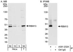 Detection of human RBM13 by western blot and immunoprecipitation.