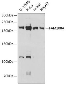 Western blot - FAM208A antibody (A13187)