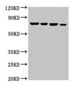 Western Blot. Positive WB detected in: Hela whole cell lysate, U87 whole cell lysate, 293T whole cell lysate, Jurkat whole cell lysate. All lanes: NFE2L3 antibody at 3µg/ml. Secondary. Goat polyclonal to rabbit IgG at 1/50000 dilution. Predicted band size: 77 kDa. Observed band size: 77 kDa