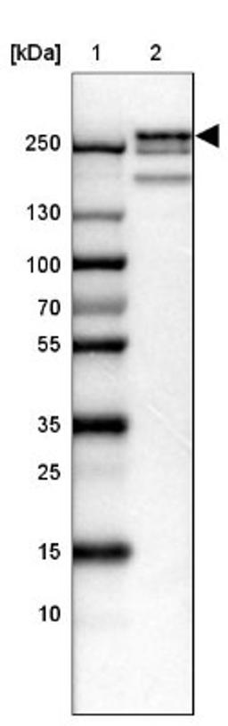 Western Blot: Jarid1D Antibody [NBP2-33548] - Lane 1: Marker [kDa] 250, 130, 100, 70, 55, 35, 25, 15, 10<br/>Lane 2: HEL