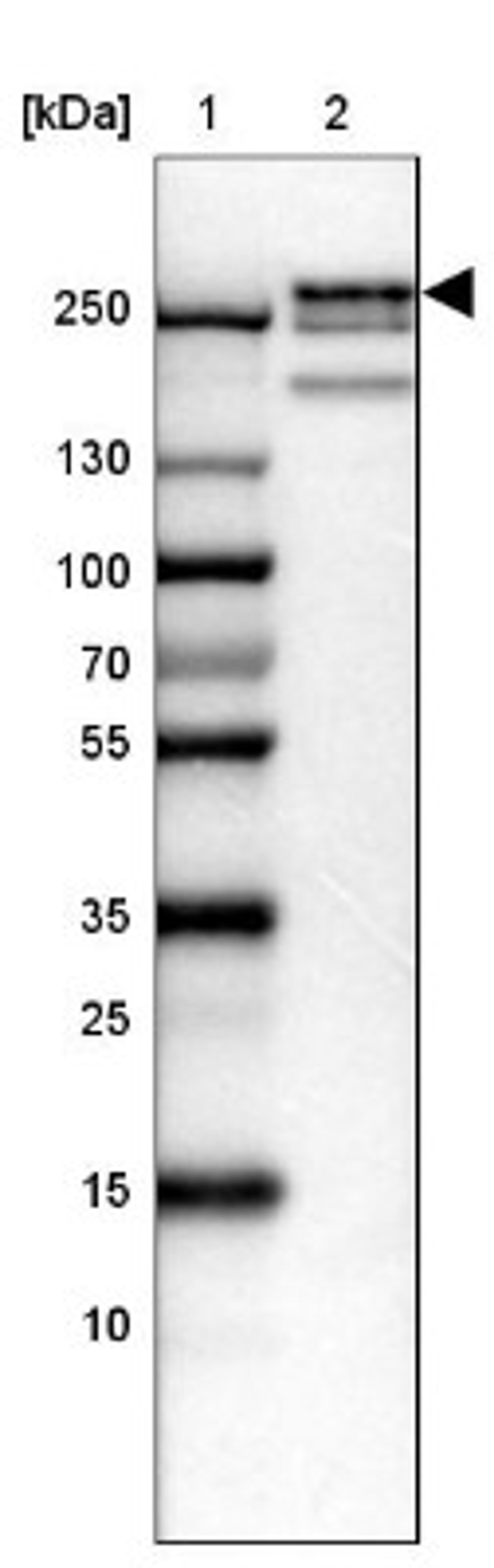 Western Blot: Jarid1D Antibody [NBP2-33548] - Lane 1: Marker [kDa] 250, 130, 100, 70, 55, 35, 25, 15, 10<br/>Lane 2: HEL