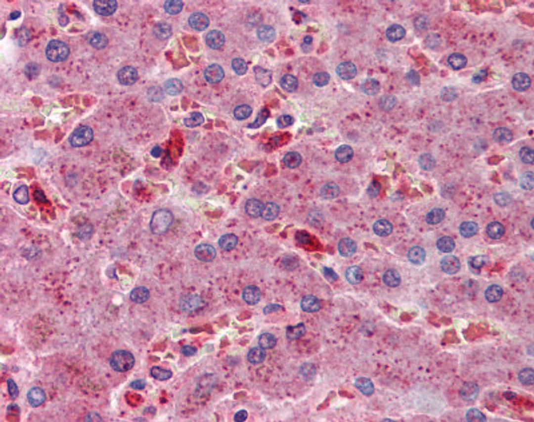 Immunohistochemistry of human liver tissue stained using ALCAM Monoclonal Antibody.