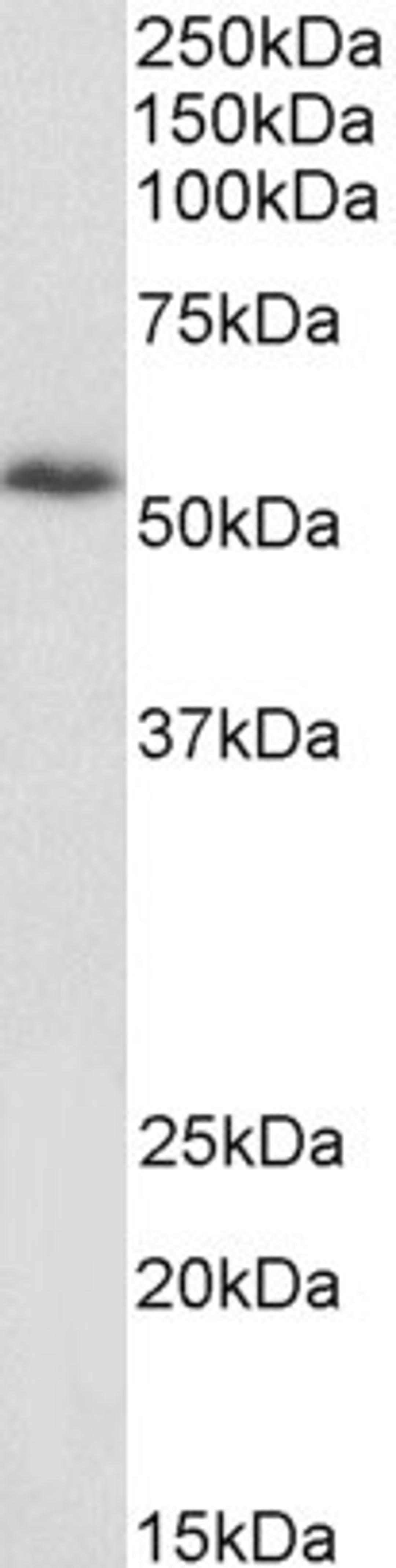 45-730 (1ug/ml) staining of 3T3 lysate (35ug protein in RIPA buffer). Primary incubation was 1 hour. Detected by chemiluminescence.