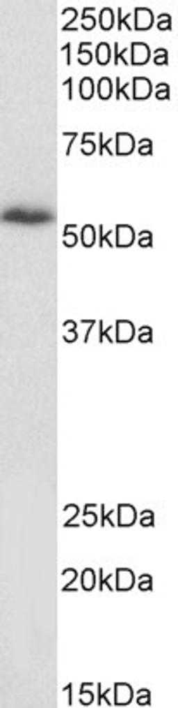 45-730 (1ug/ml) staining of 3T3 lysate (35ug protein in RIPA buffer). Primary incubation was 1 hour. Detected by chemiluminescence.