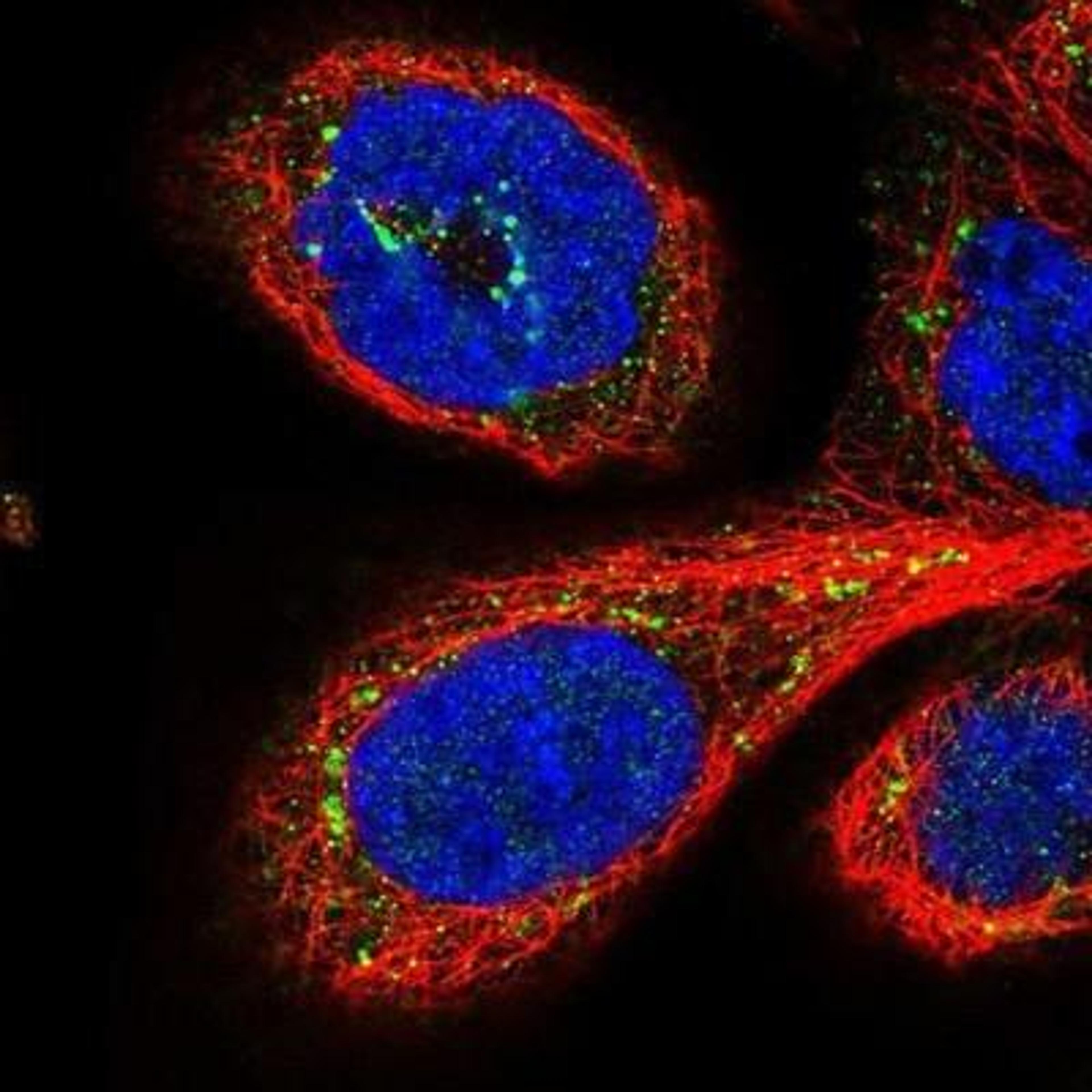 Immunofluorescence: GPSM1 Antibody [NBP1-91968] - Staining of human cell line A-431 shows positivity in golgi apparatus.