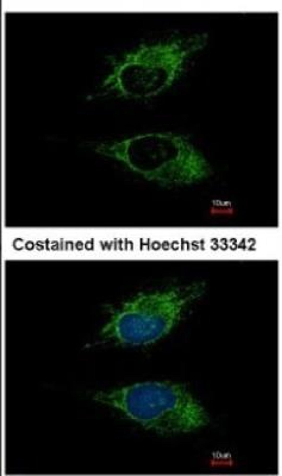 Immunocytochemistry/Immunofluorescence: Siglec-8 Antibody [NBP1-31141] - Analysis of methanol-fixed HeLa, using antibody at 1:500 dilution.