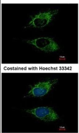 Immunocytochemistry/Immunofluorescence: Siglec-8 Antibody [NBP1-31141] - Analysis of methanol-fixed HeLa, using antibody at 1:500 dilution.