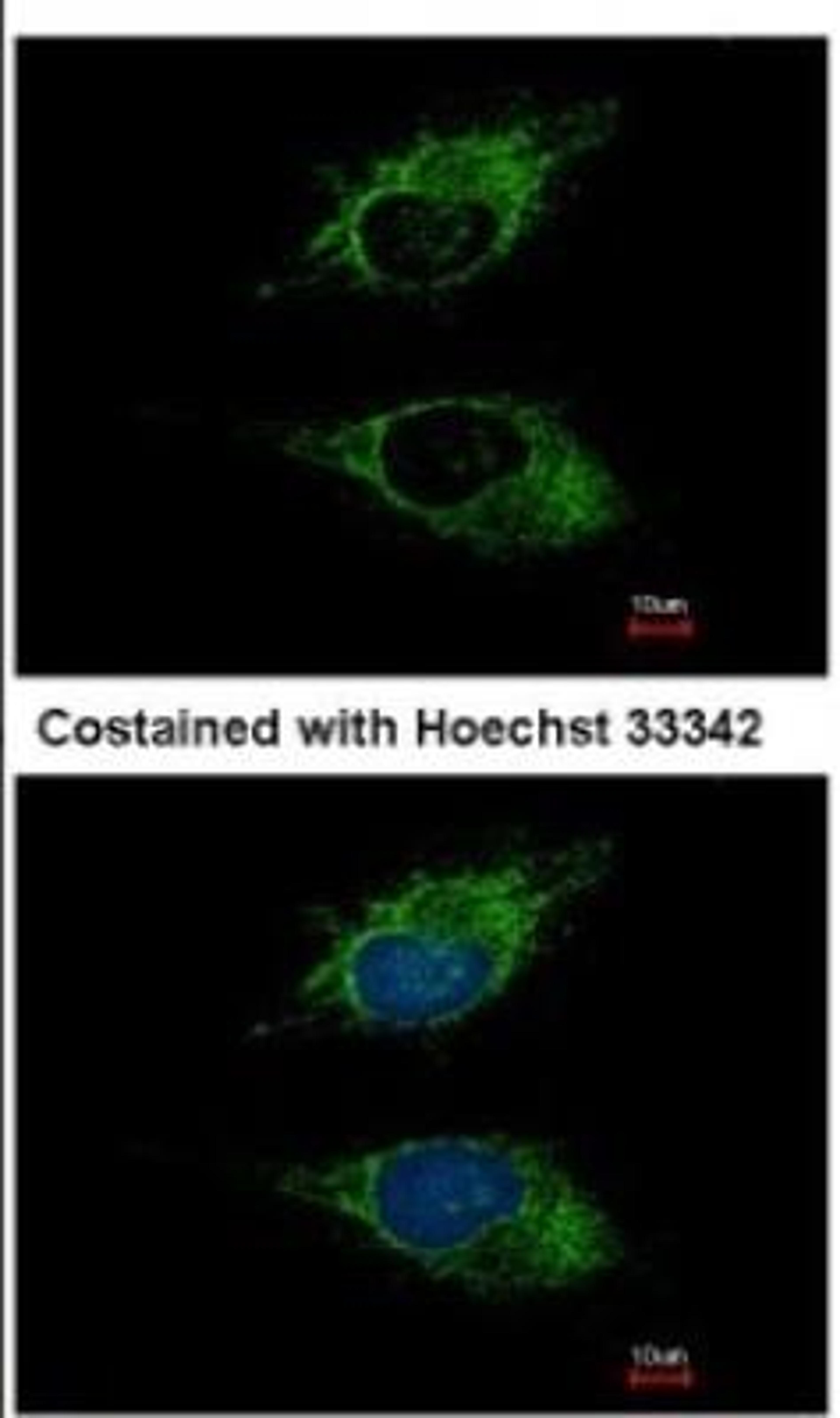 Immunocytochemistry/Immunofluorescence: Siglec-8 Antibody [NBP1-31141] - Analysis of methanol-fixed HeLa, using antibody at 1:500 dilution.