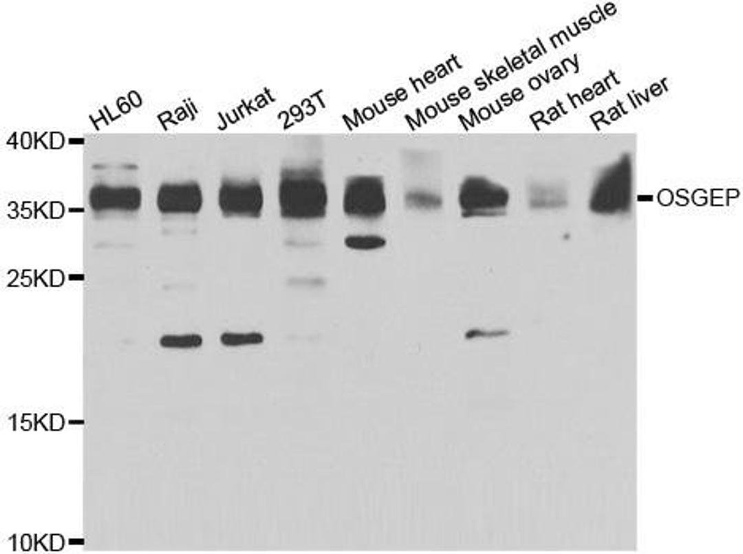 Western blot analysis of extracts of various cell lines using OSGEP antibody