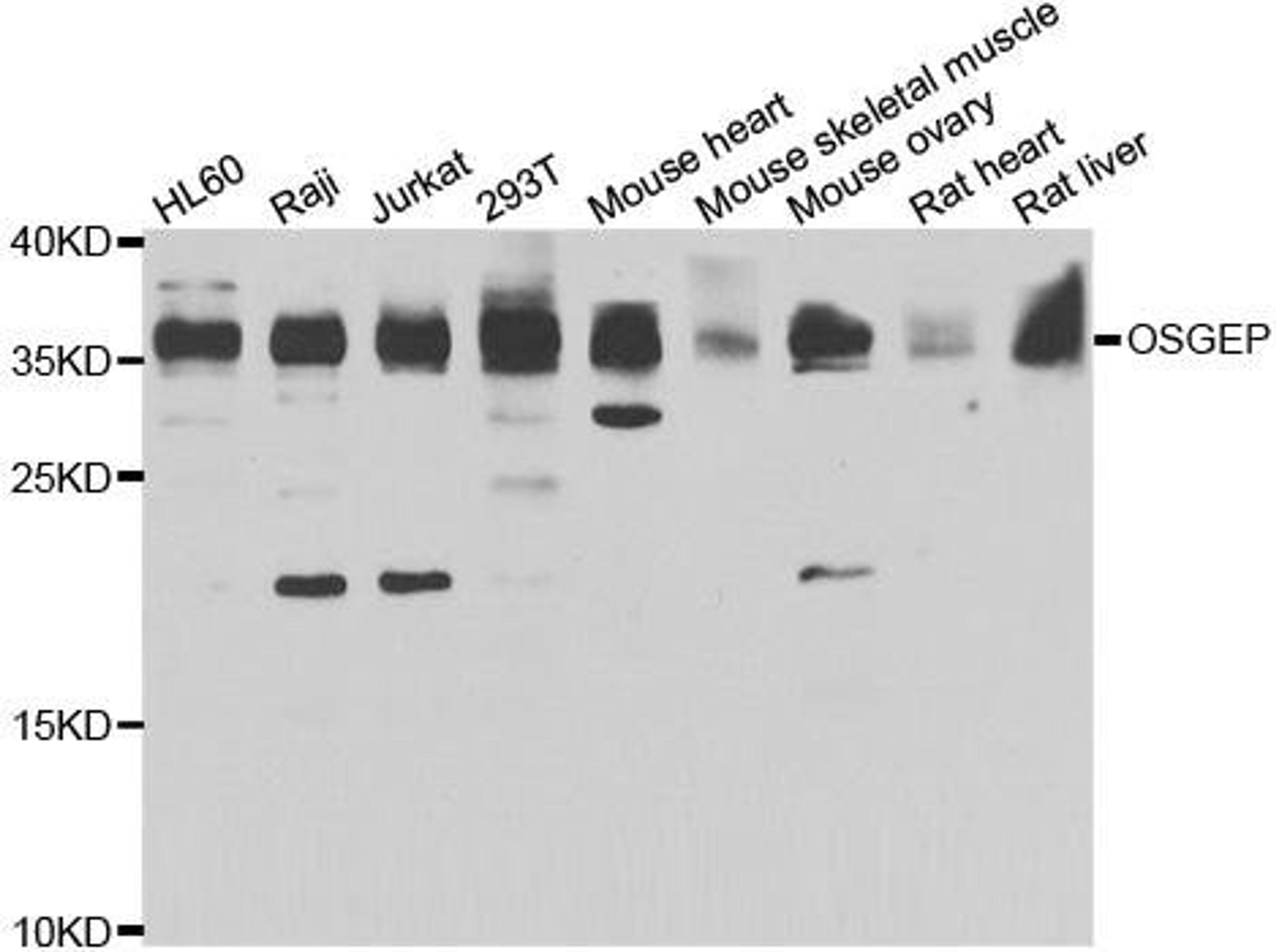 Western blot analysis of extracts of various cell lines using OSGEP antibody