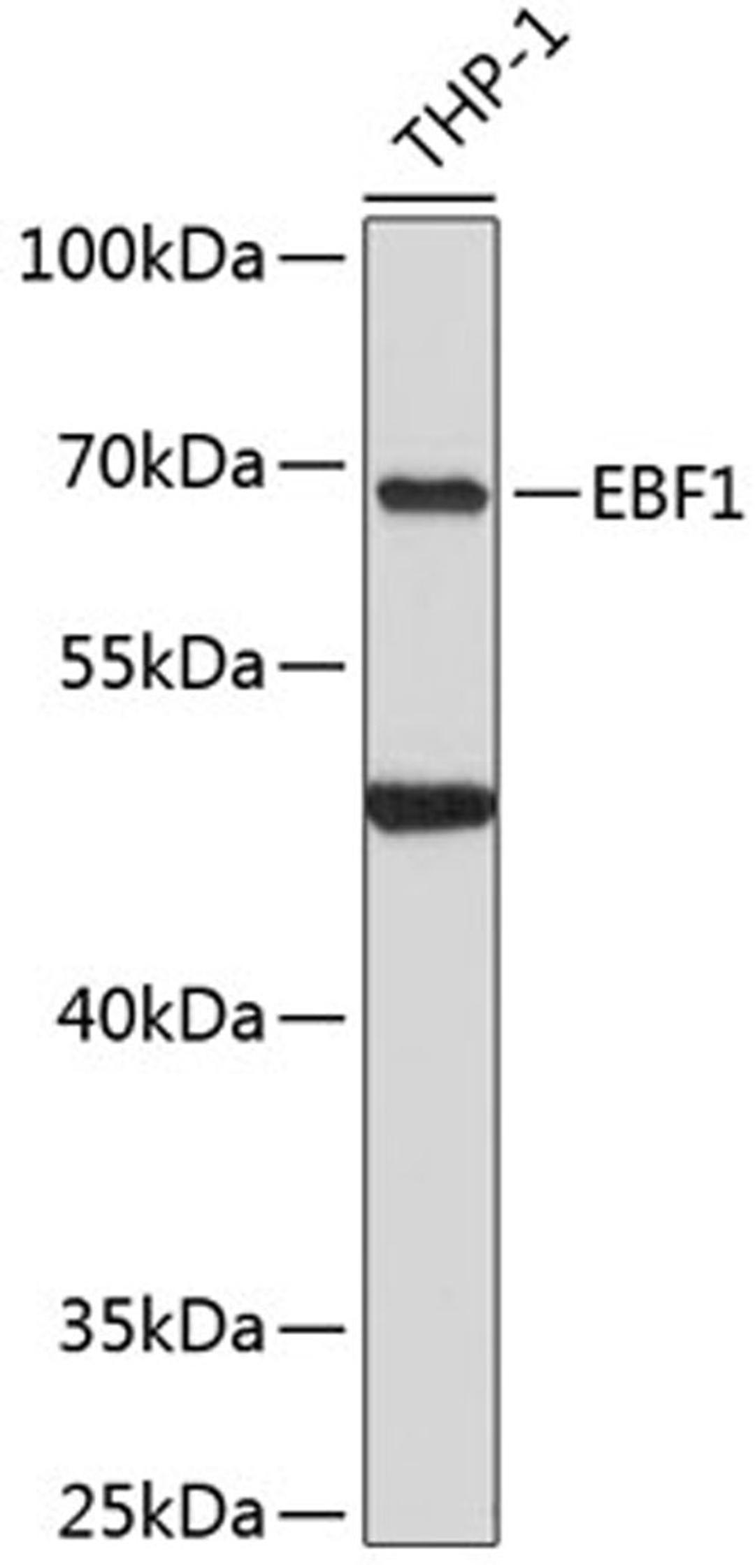 Western blot - EBF1 antibody (A12782)