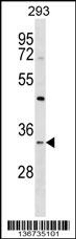 Western blot analysis in 293 cell line lysates (35ug/lane).