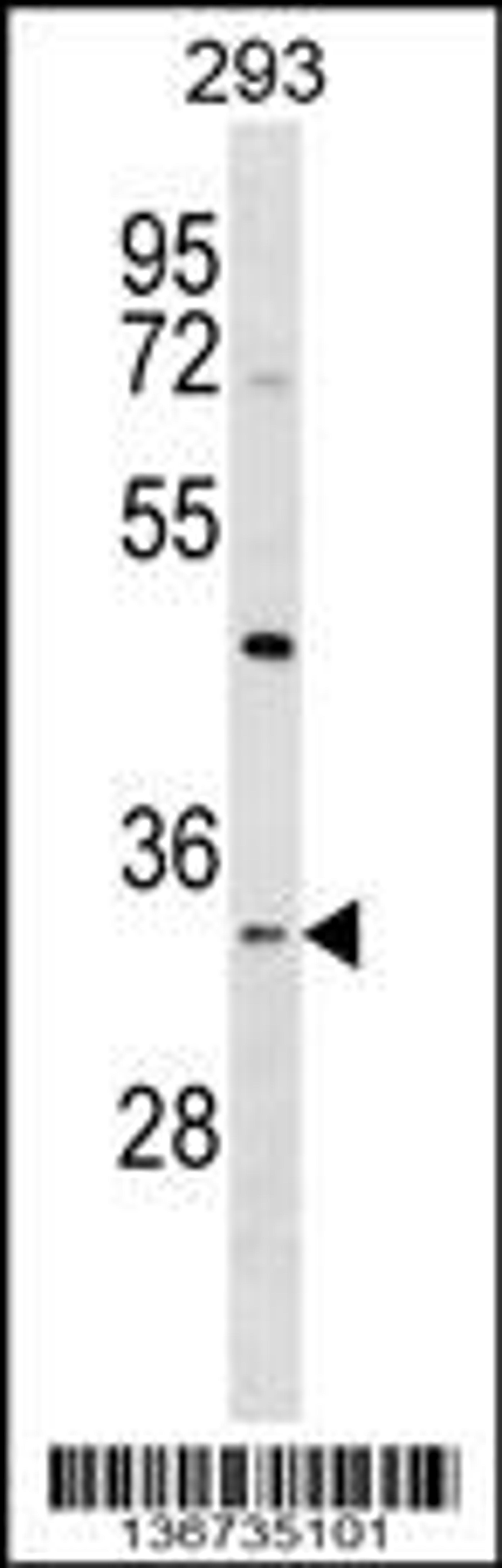 Western blot analysis in 293 cell line lysates (35ug/lane).