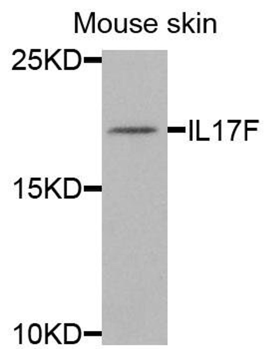 Western blot analysis of extracts of mouse skin cells using IL17F antibody