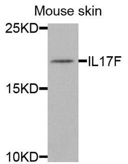 Western blot analysis of extracts of mouse skin cells using IL17F antibody